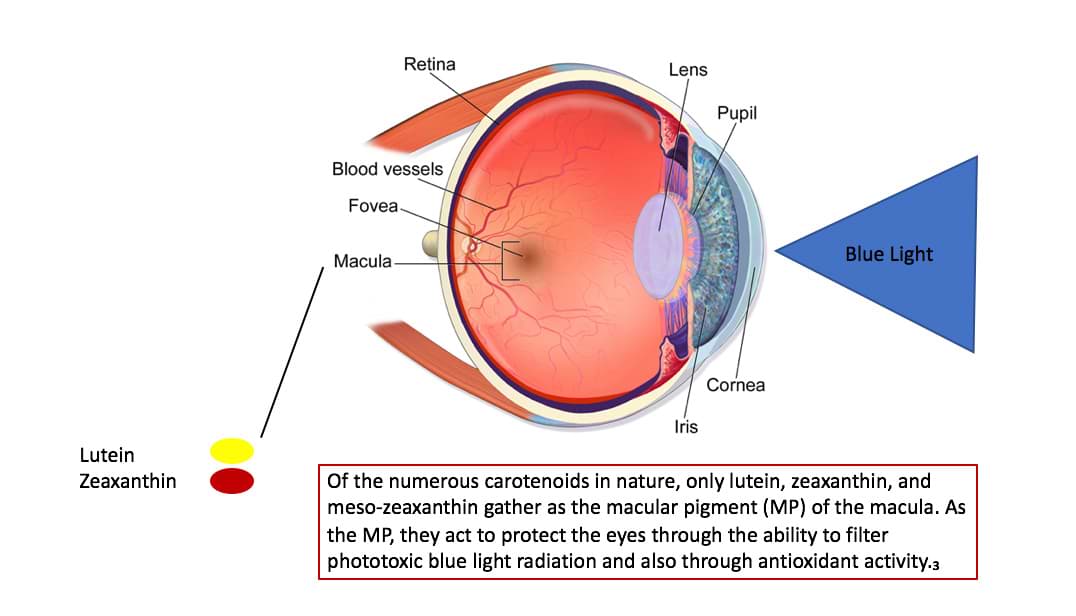 eye anatomy lutein zexanthin - Science Backed
